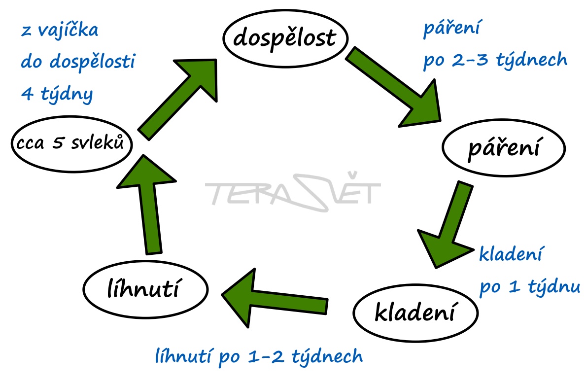 Bez názvu